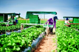 Người Việt làm gì ở Úc?